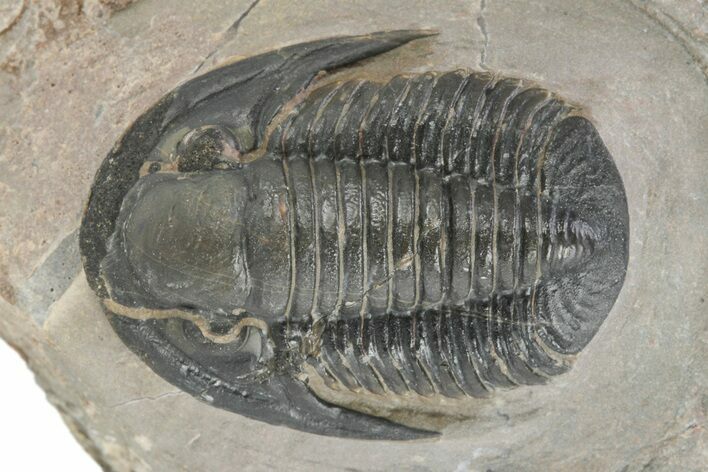 Dalejeproetus Trilobite - Uncommon Moroccan Proetid #245519